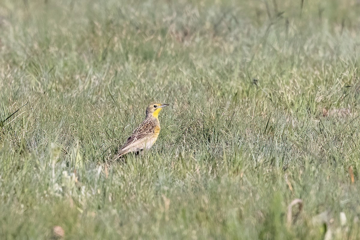 Yellow-breasted Pipit - Niall D Perrins