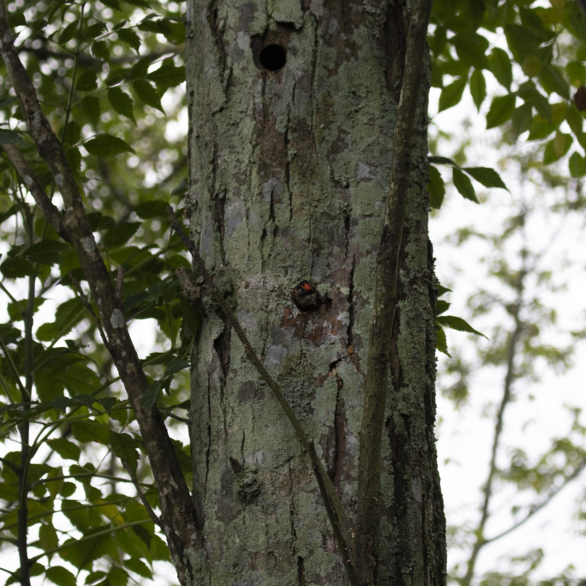 Ochre-collared Piculet - ML610506693