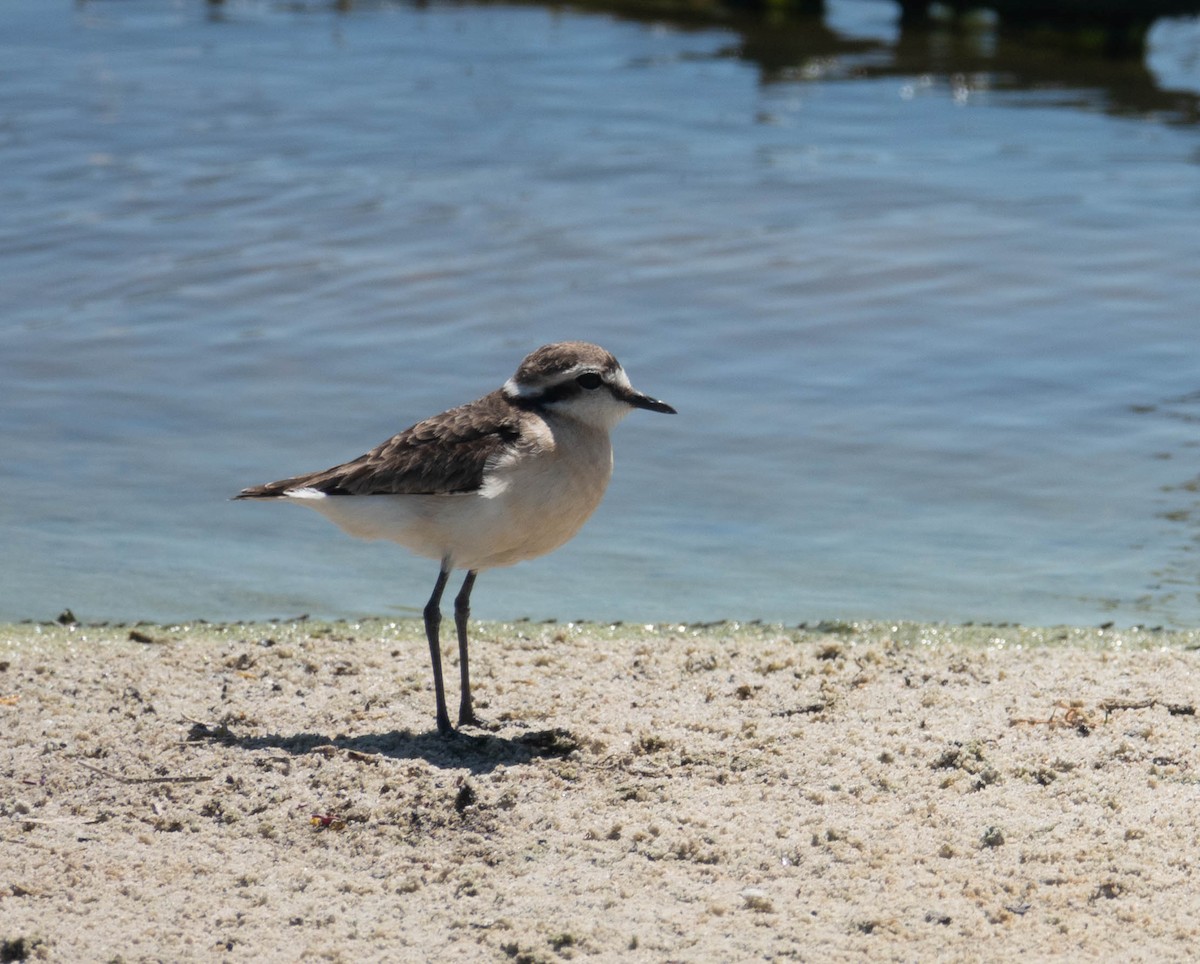 Kittlitz's Plover - ML610506728