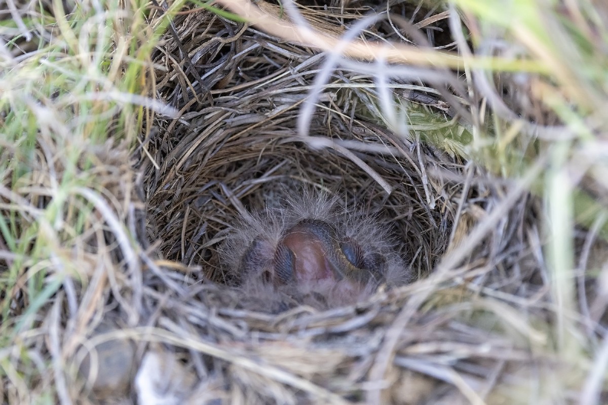 Eastern Long-billed Lark - ML610506730