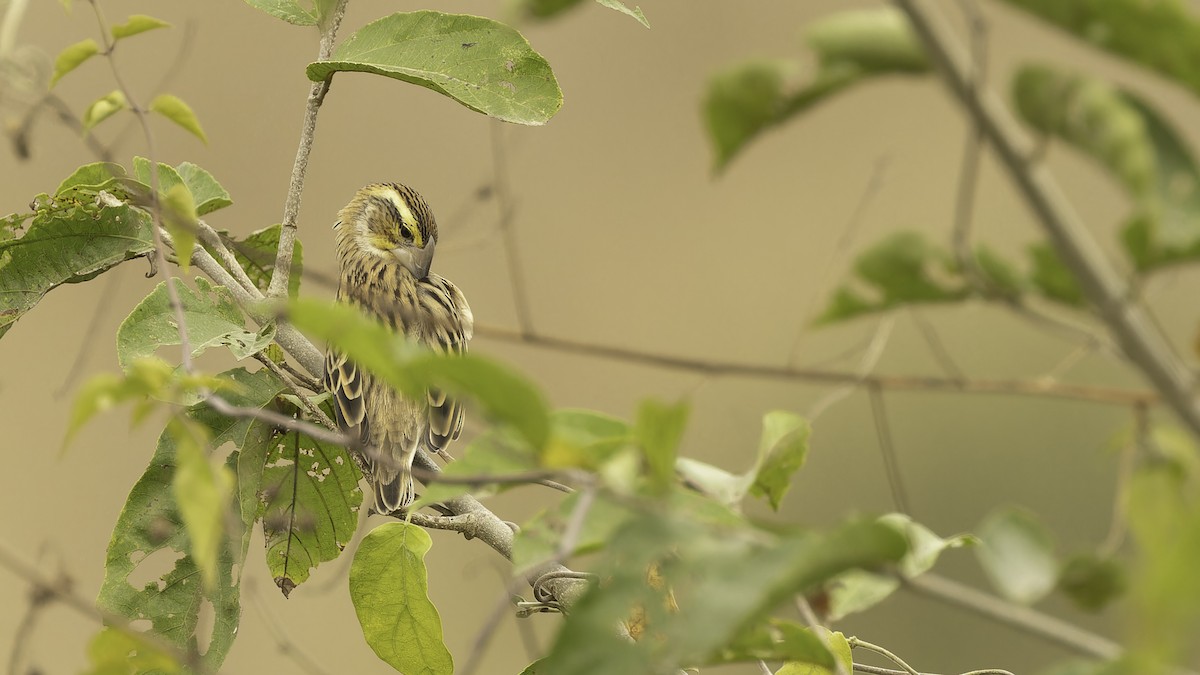 Golden-backed Bishop - ML610506771