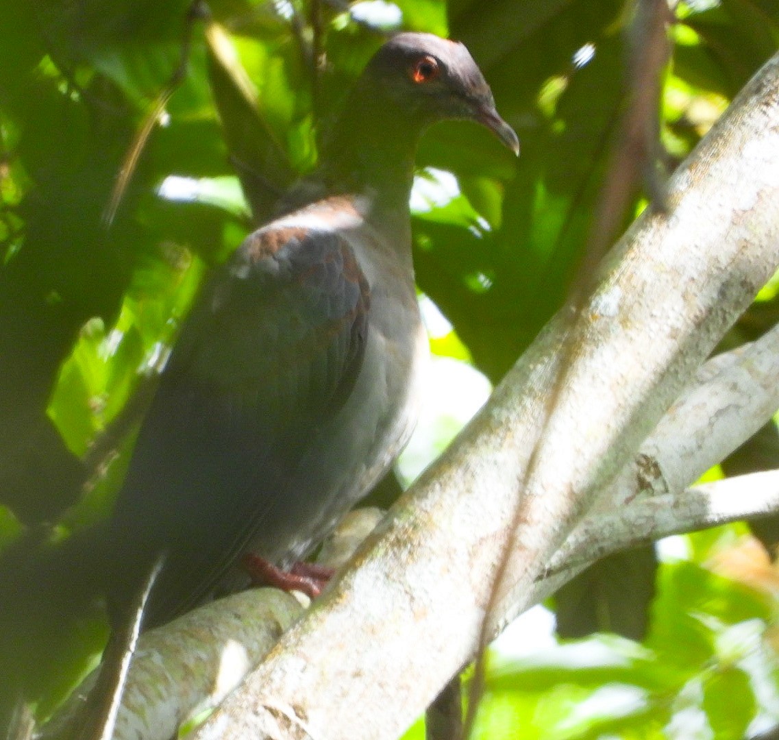 Scaly-naped Pigeon - ML610506798