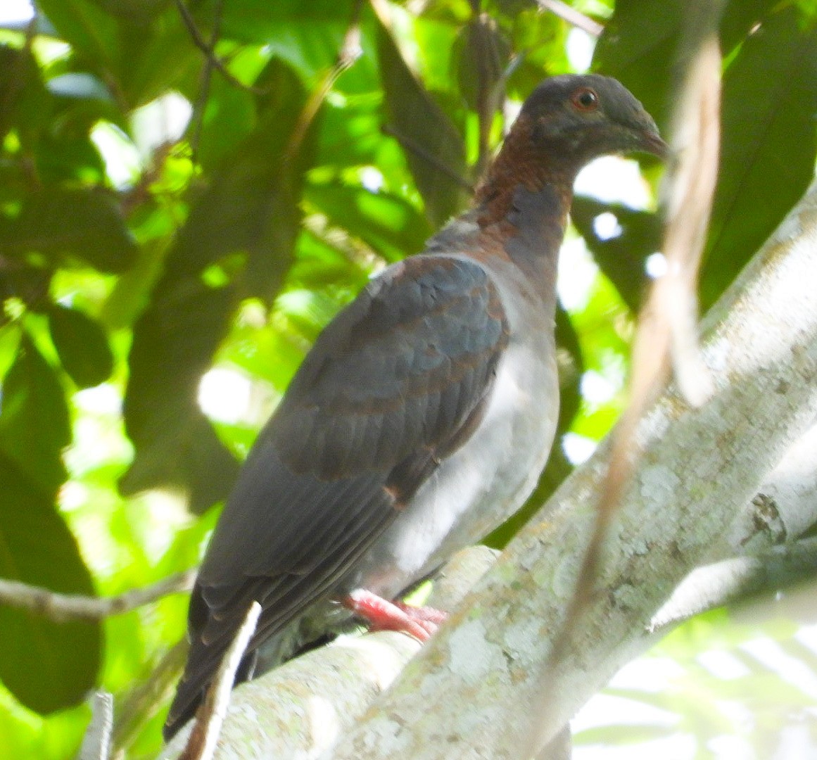 Scaly-naped Pigeon - ML610506799