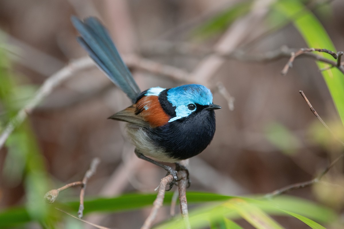 Red-winged Fairywren - ML610506850