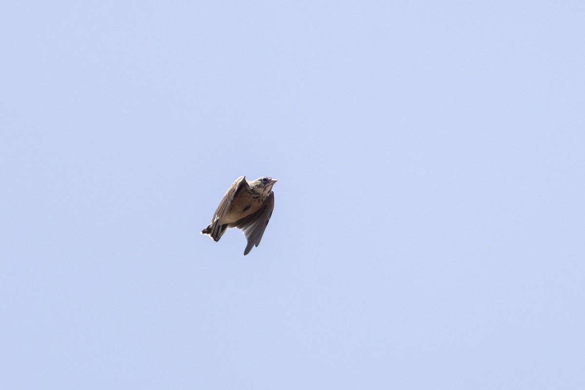 Pink-billed Lark - ML610506871