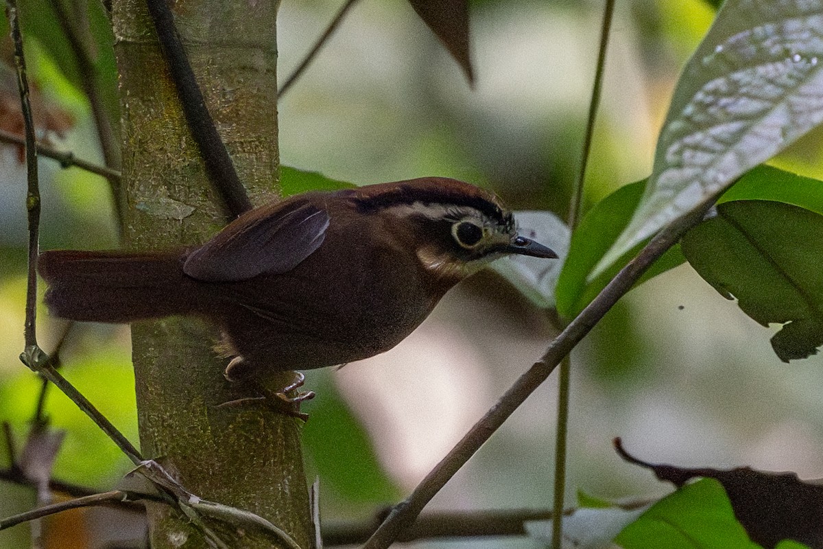 Rufous-throated Fulvetta - ML610507013