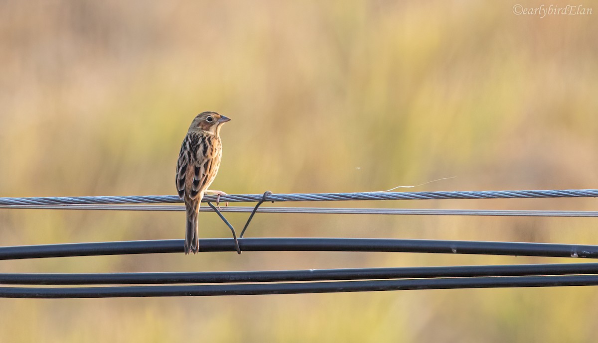 Chestnut-eared Bunting - ML610507066