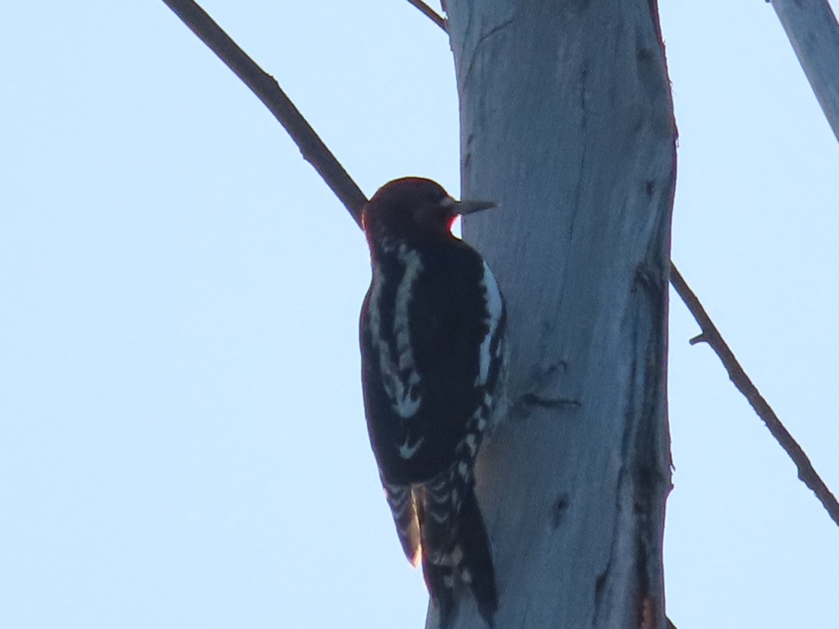 Red-breasted Sapsucker - ML610507095