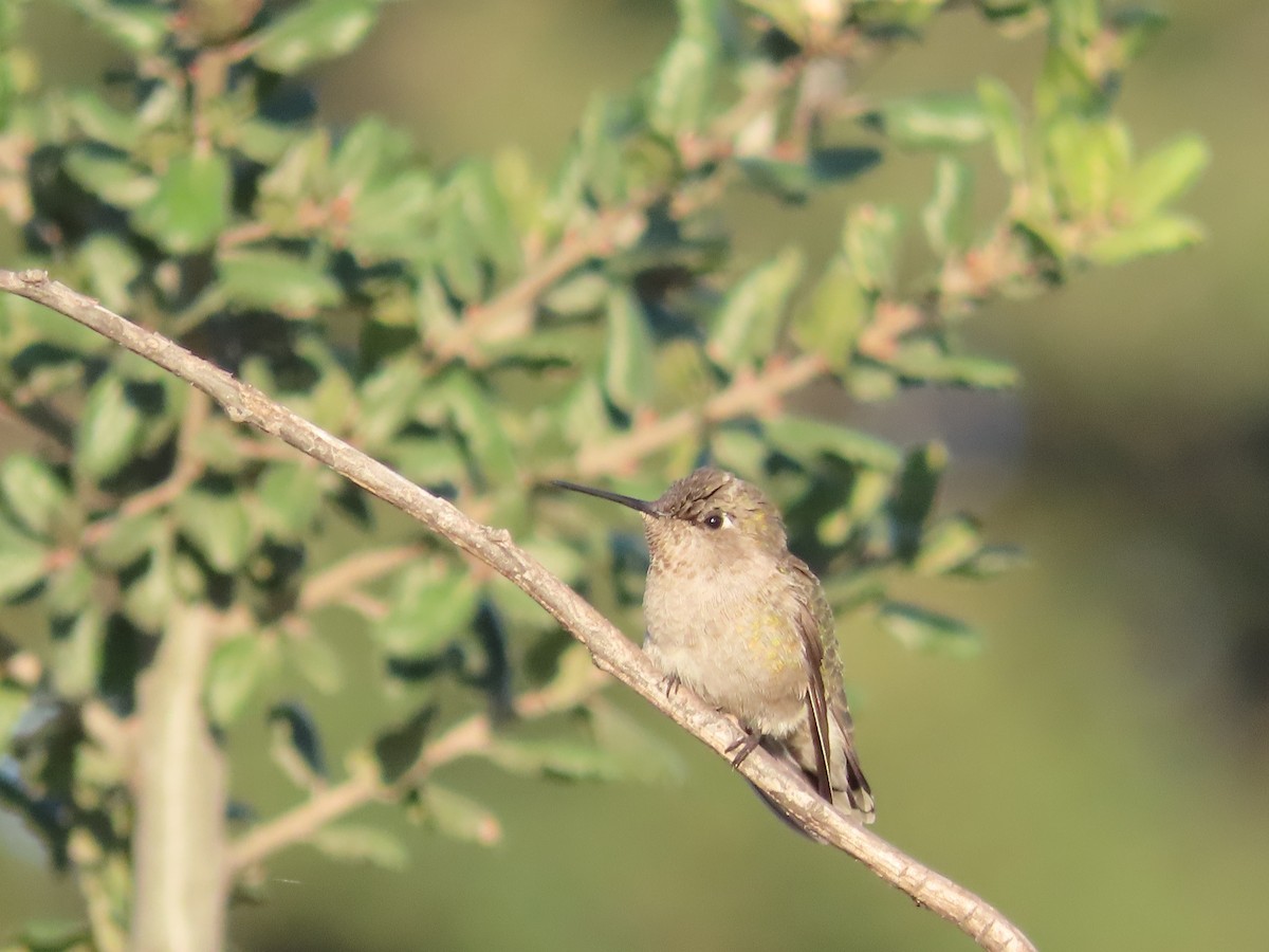 Anna's Hummingbird - ML610507102