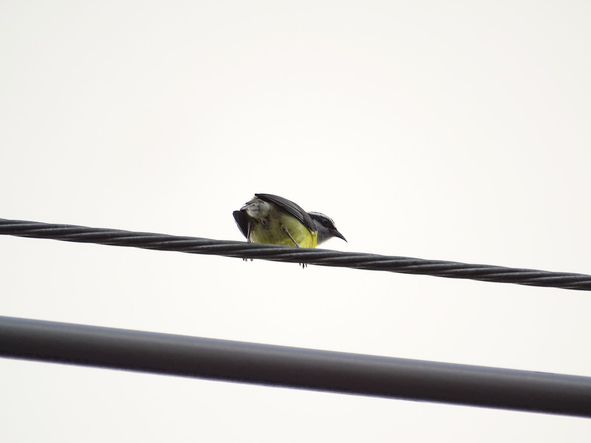 Bananaquit - Tomaz Melo