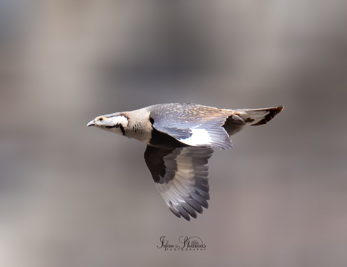 Himalayan Snowcock - ML610507190