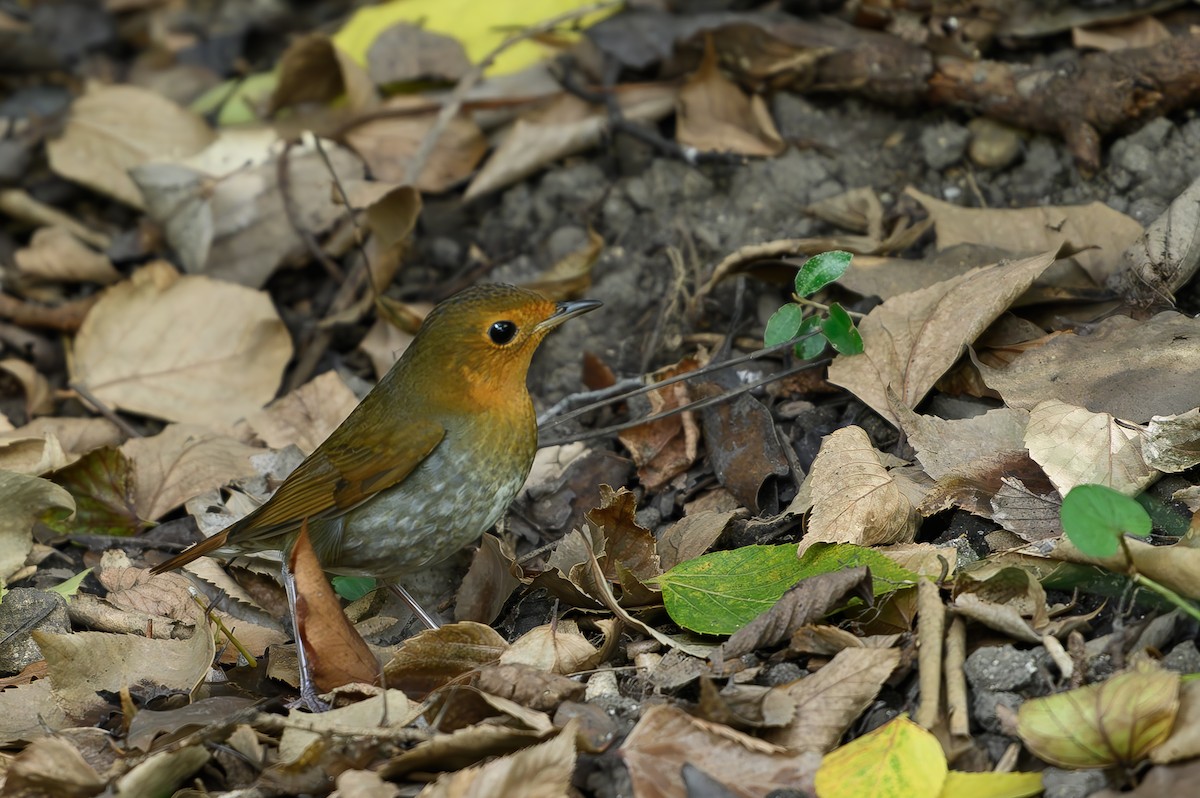 Japanese Robin - ML610507208