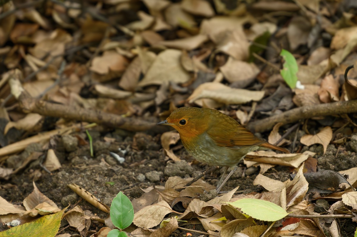 Japanese Robin - ML610507209