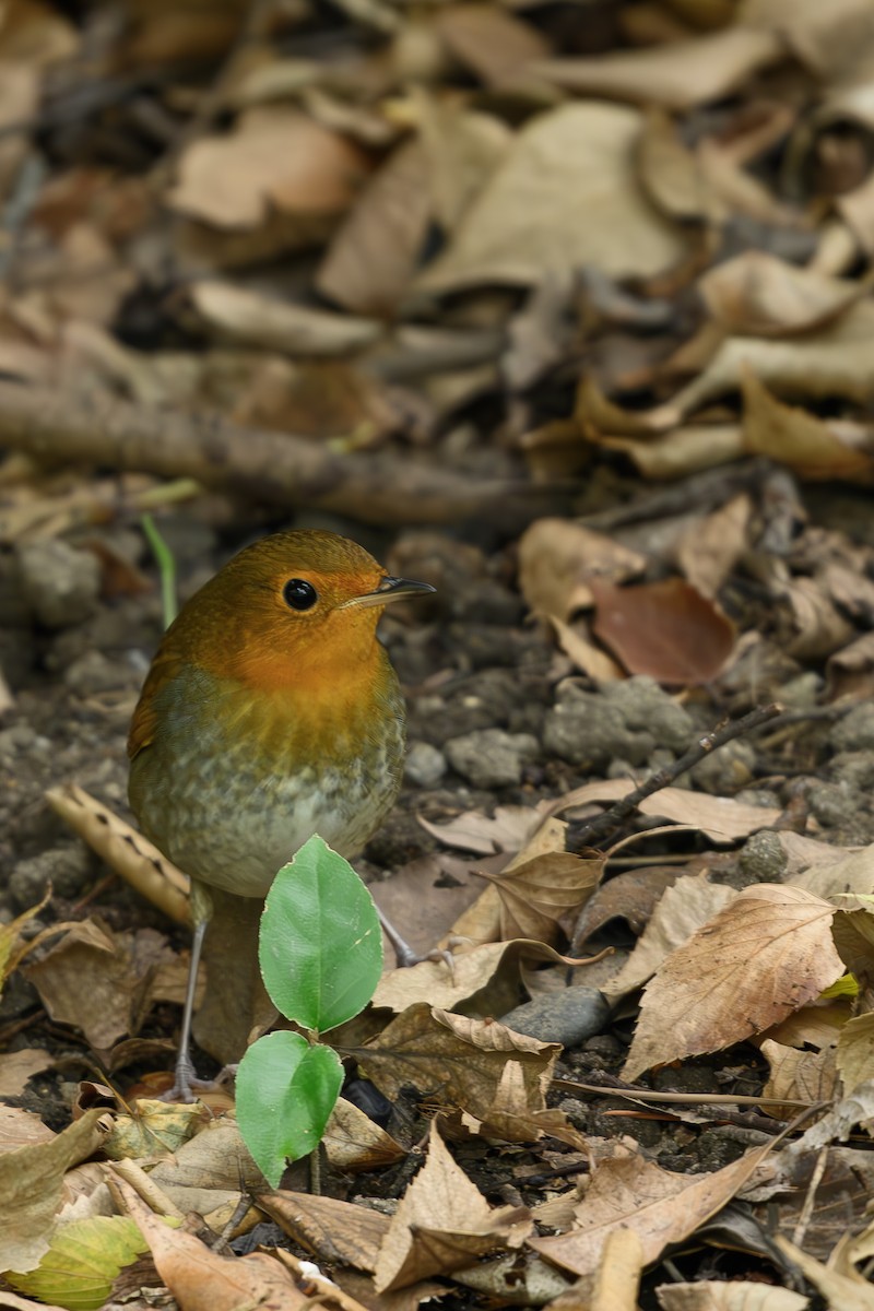 Japanese Robin - ML610507211