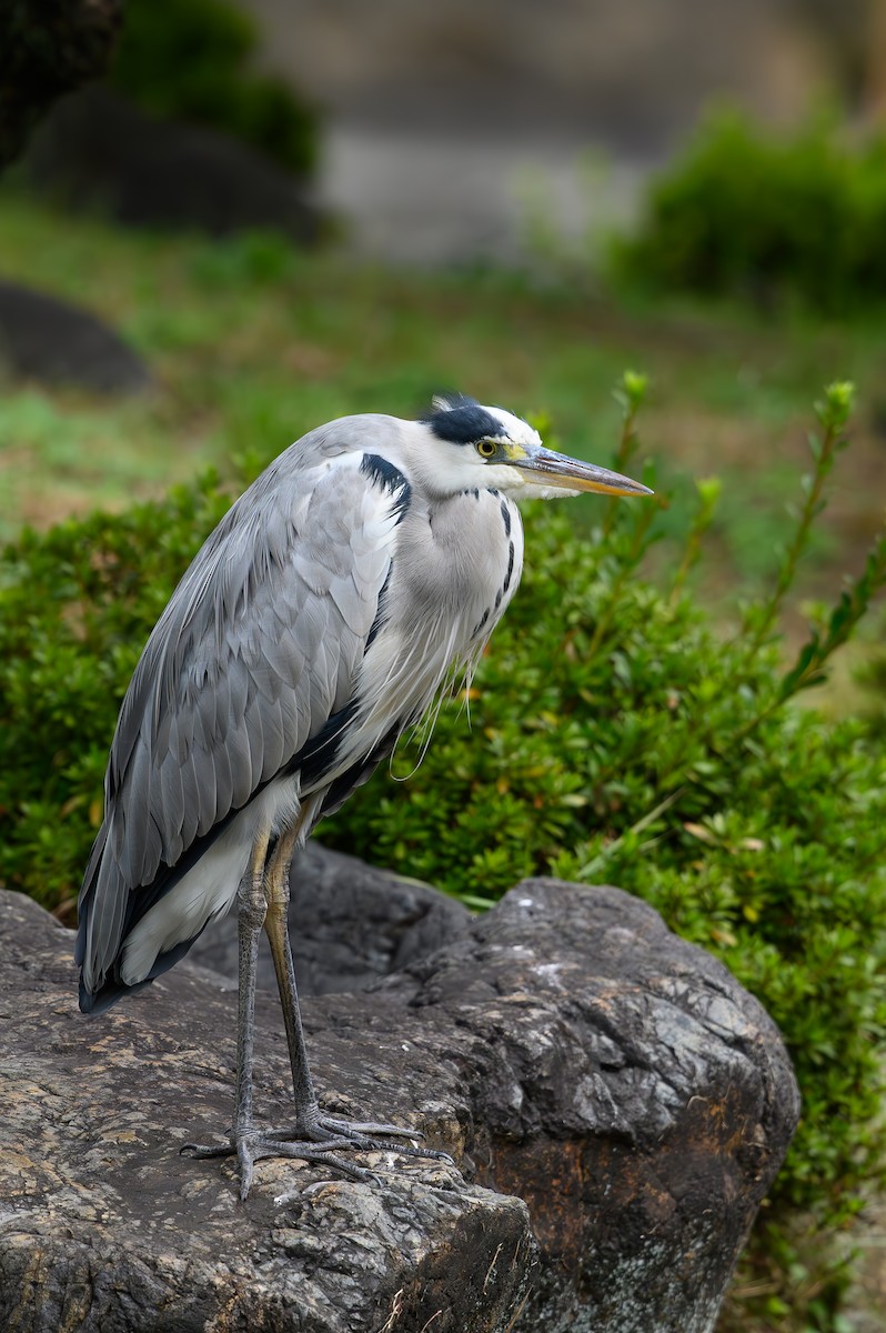 Gray Heron - ML610507217