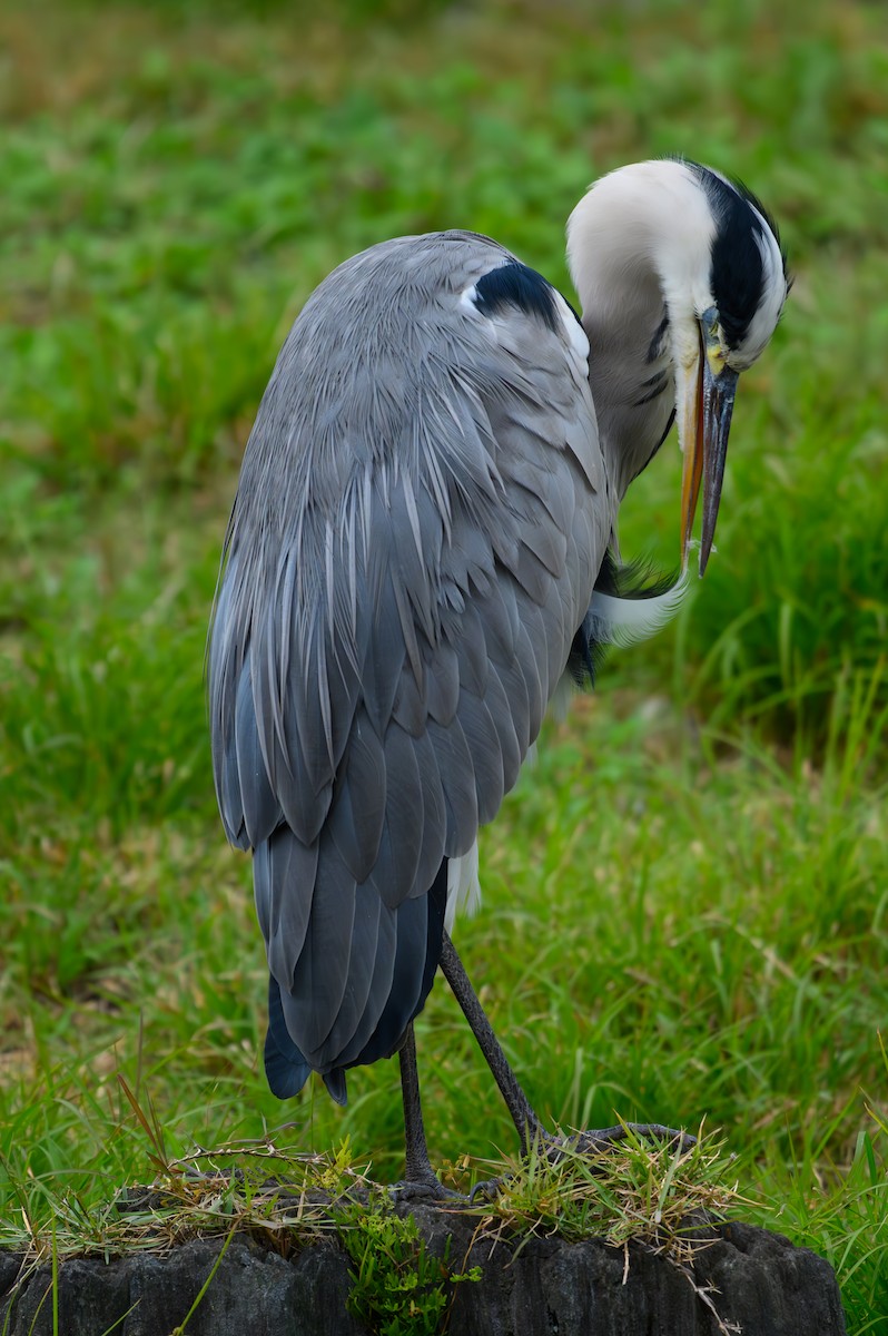 Gray Heron - Yuya Okuzaki