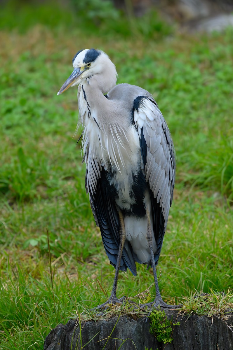 Gray Heron - ML610507225