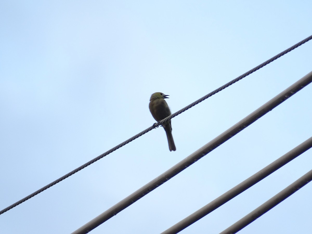 Palm Tanager - Tomaz Melo