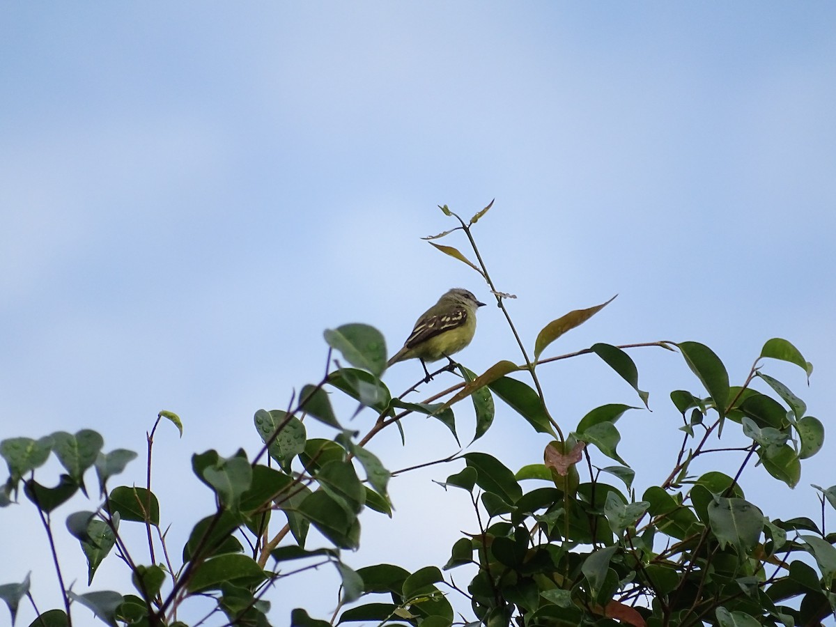 Yellow-crowned Tyrannulet - Tomaz Melo