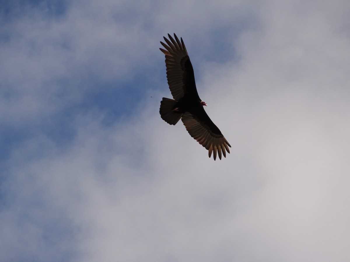 Turkey Vulture - Tomaz Melo