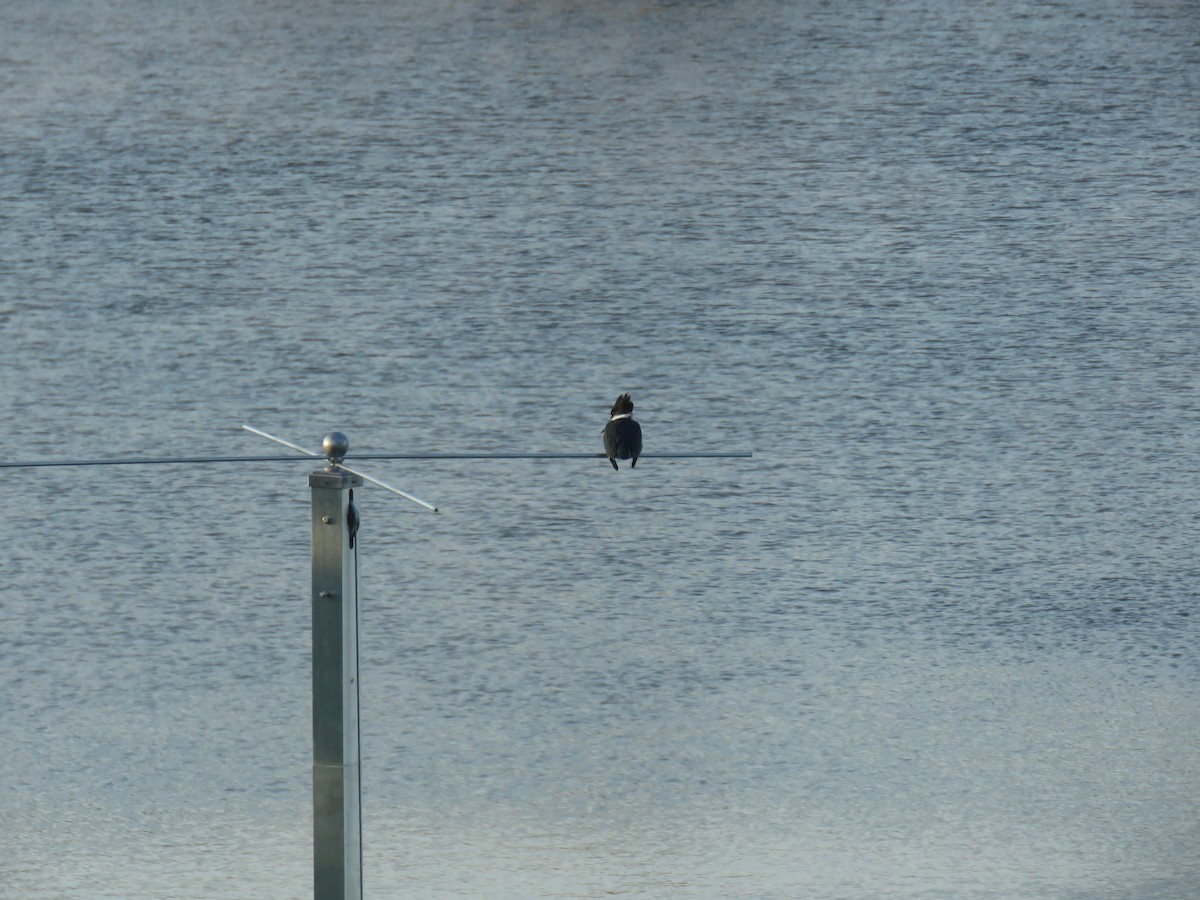 Belted Kingfisher - ML610507395