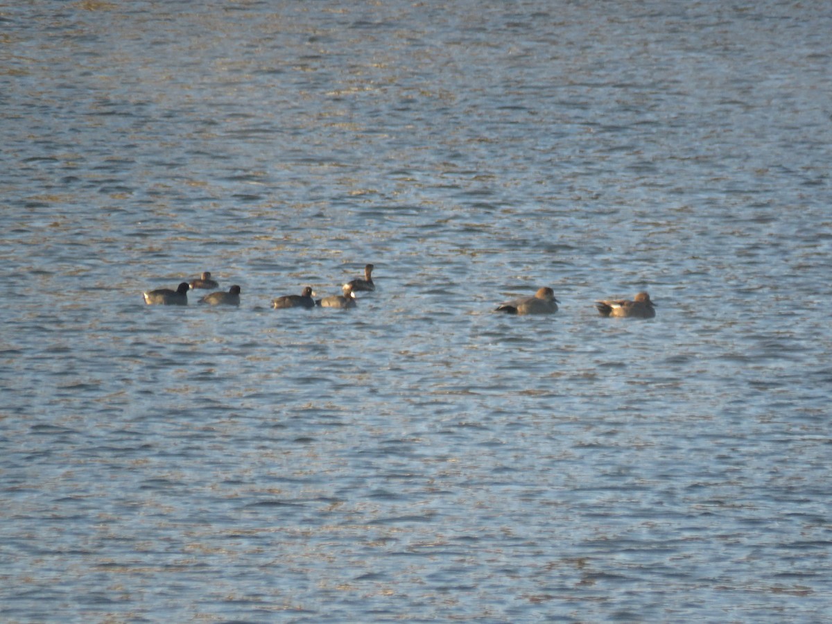 Gadwall - ML610507400