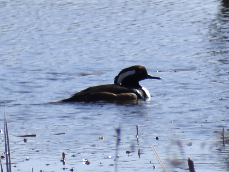 Hooded Merganser - Matthew D'Angelo