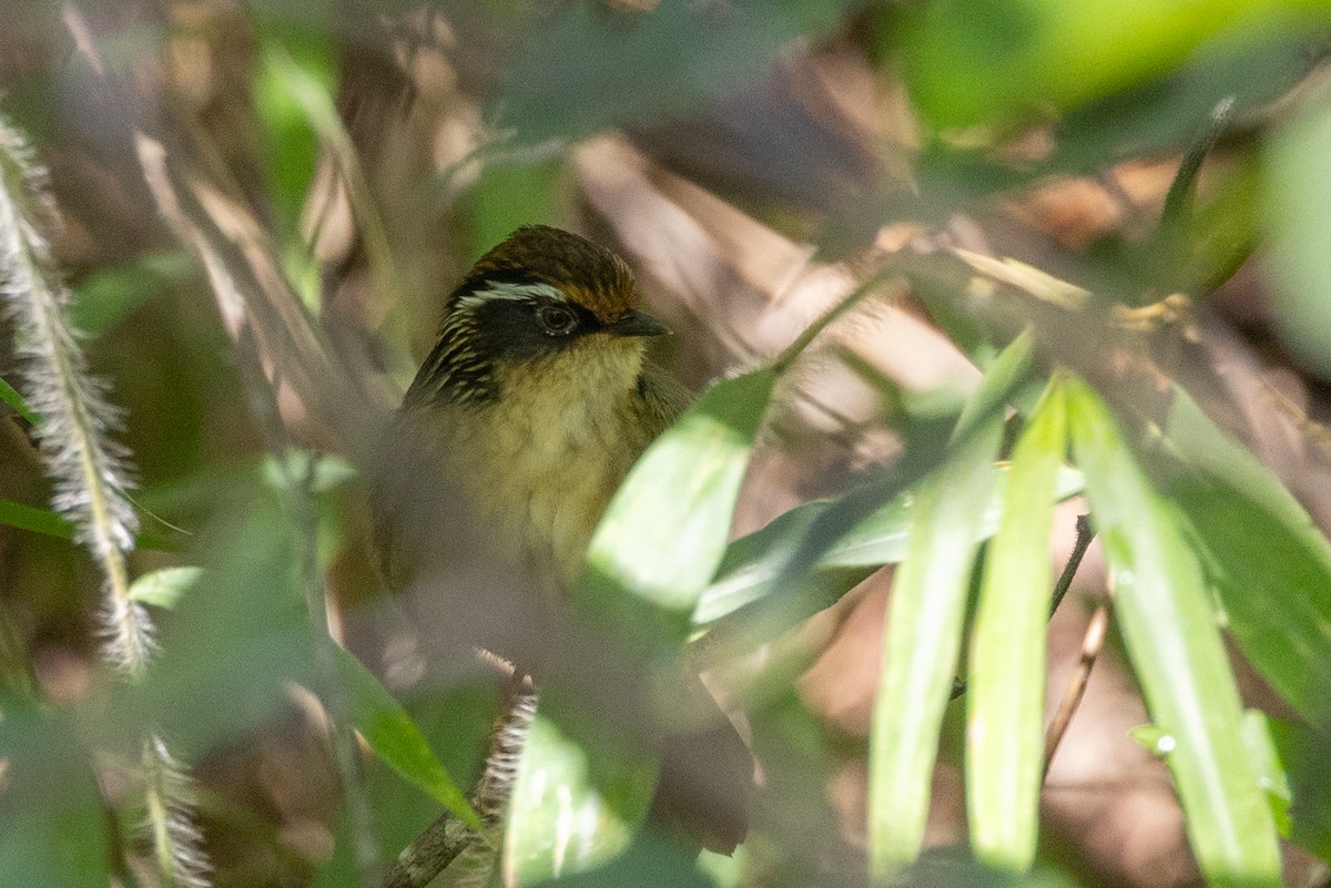 Rusty-capped Fulvetta - ML610507489