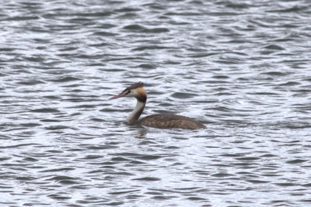 Great Crested Grebe - ML610507518