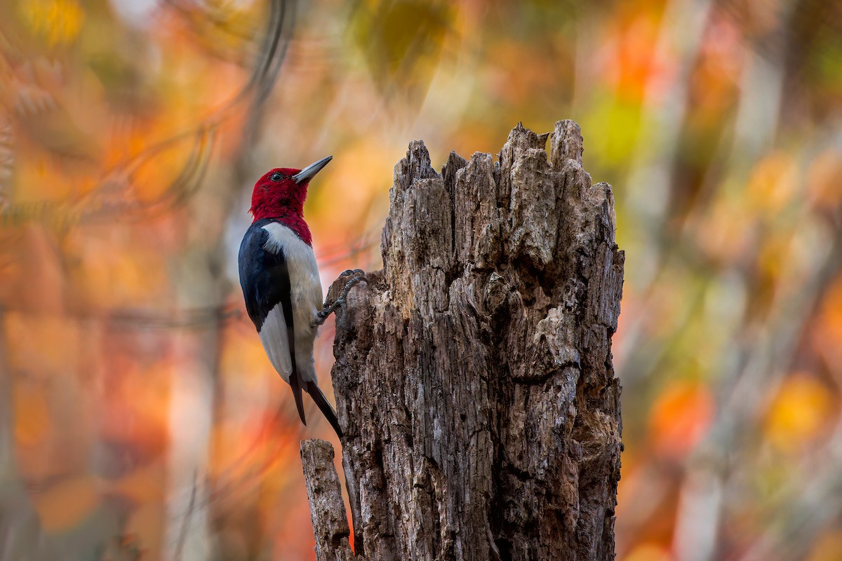 Pic à tête rouge - ML610507618