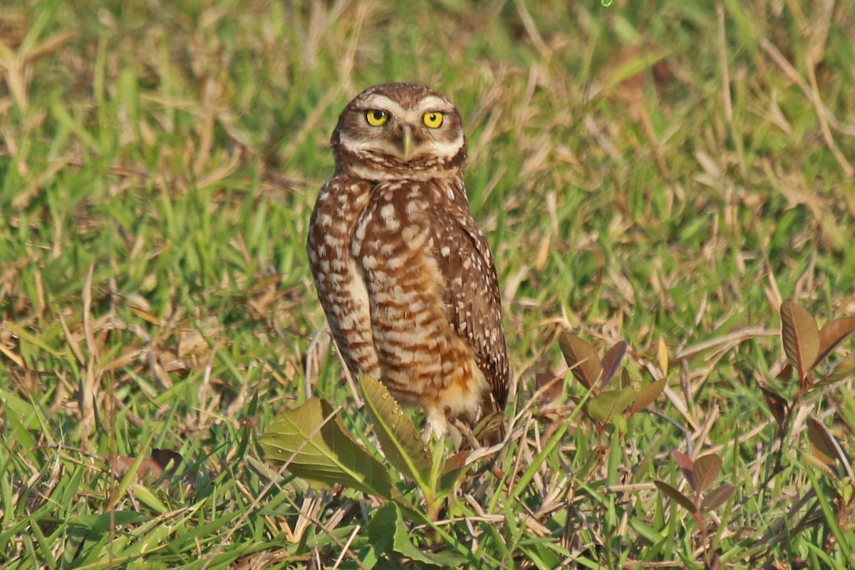 Burrowing Owl - ML610507633