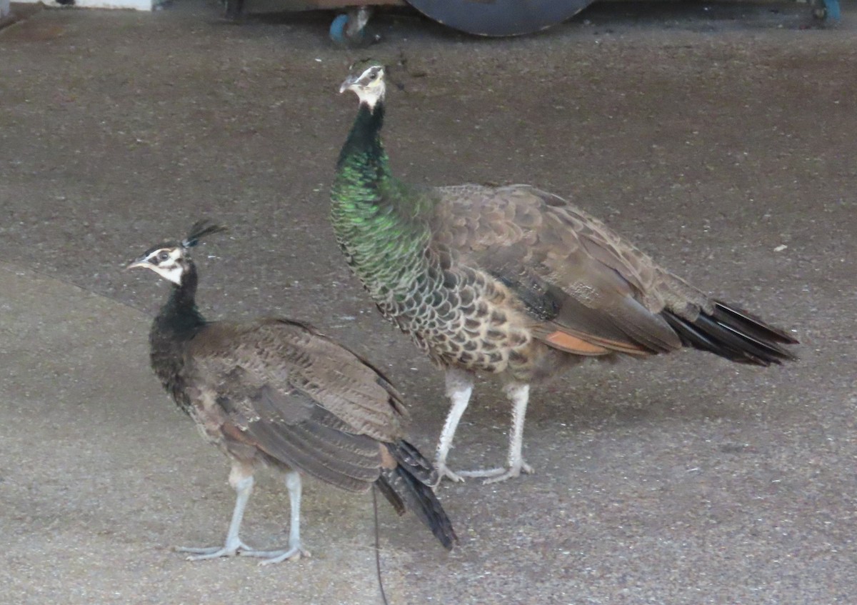 Indian Peafowl - Anonymous