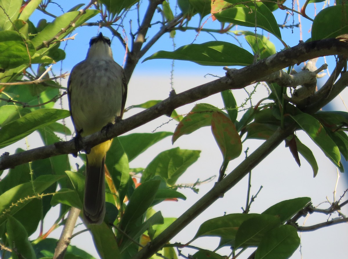 Yellow-vented Bulbul - Anonymous