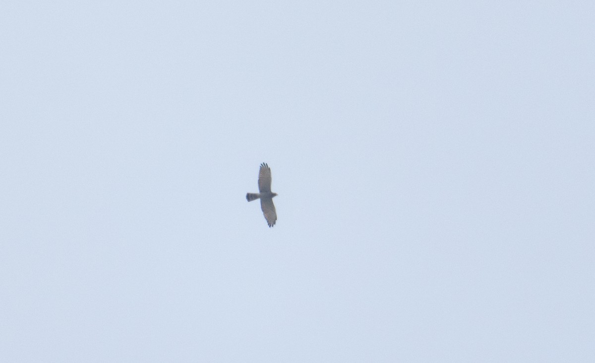 Gray-faced Buzzard - ML610507700