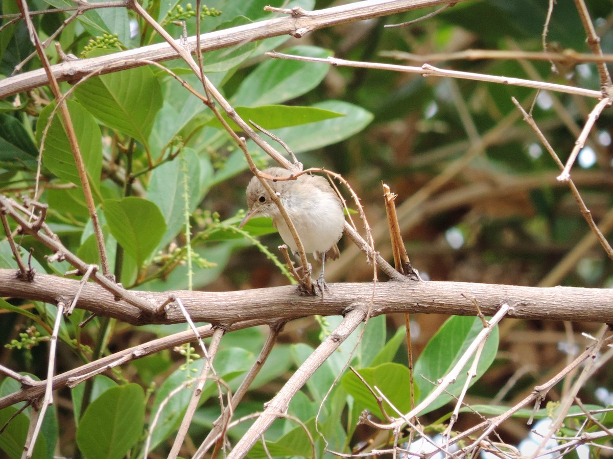 Western Olivaceous Warbler - ML610507751