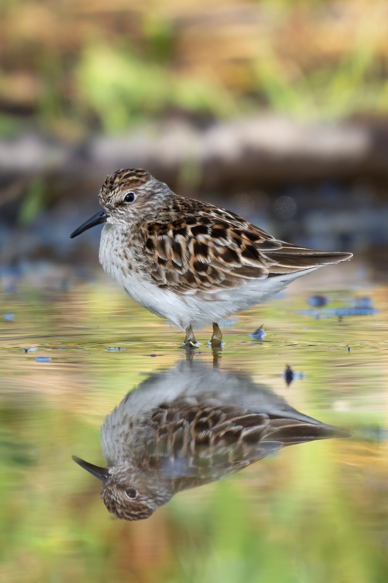 Least Sandpiper - ML610507774