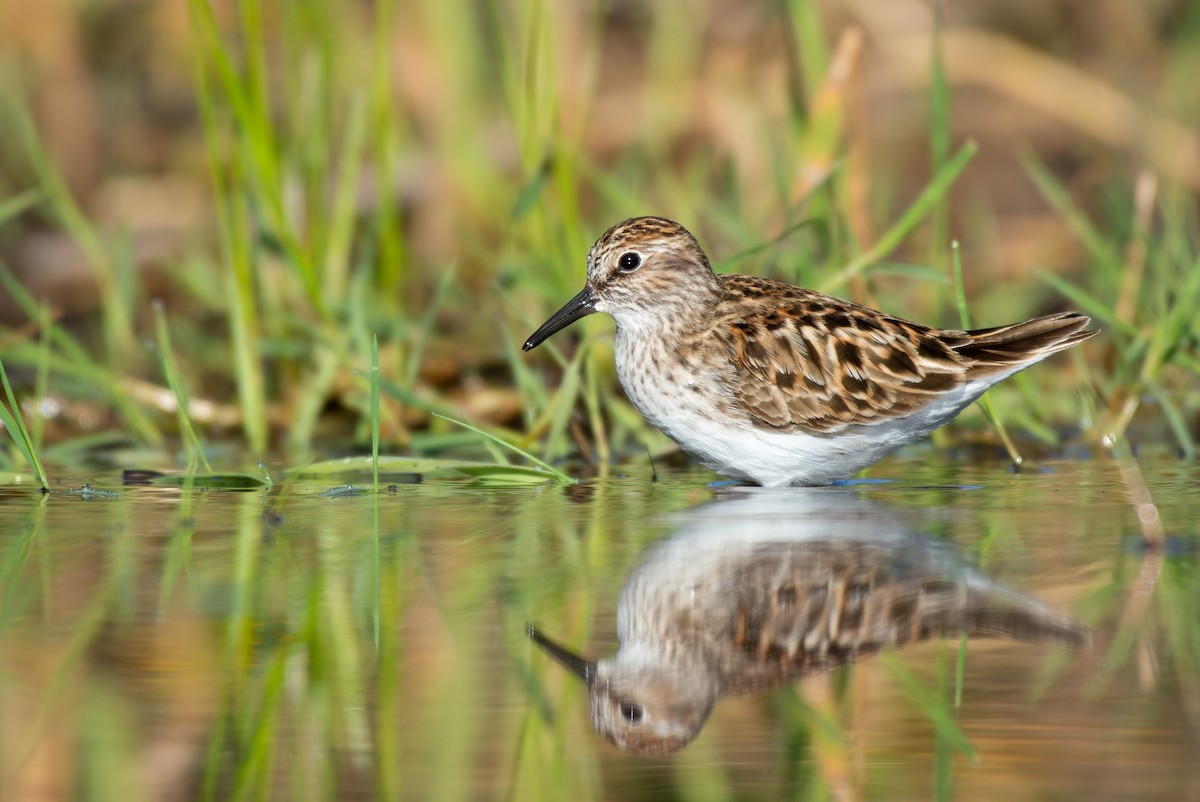 Least Sandpiper - ML610507775