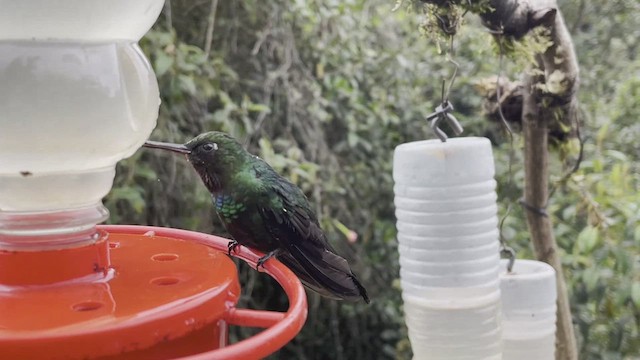 Colibrí Turmalina - ML610507801