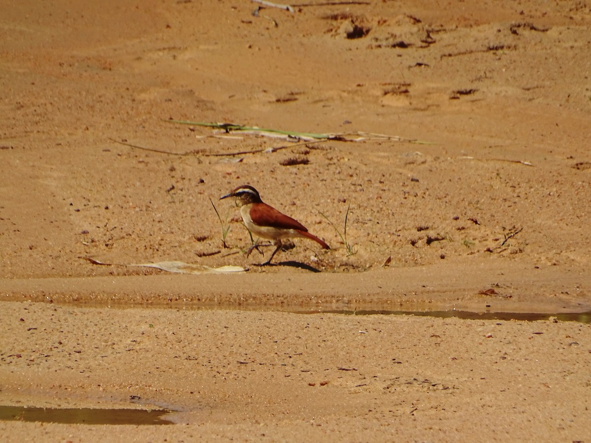 Wing-banded Hornero - ML610508021