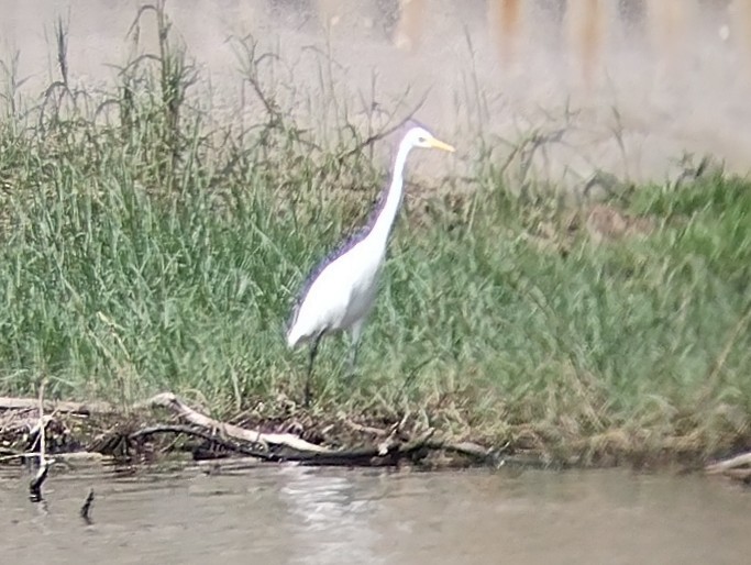 Medium Egret - ML610508023