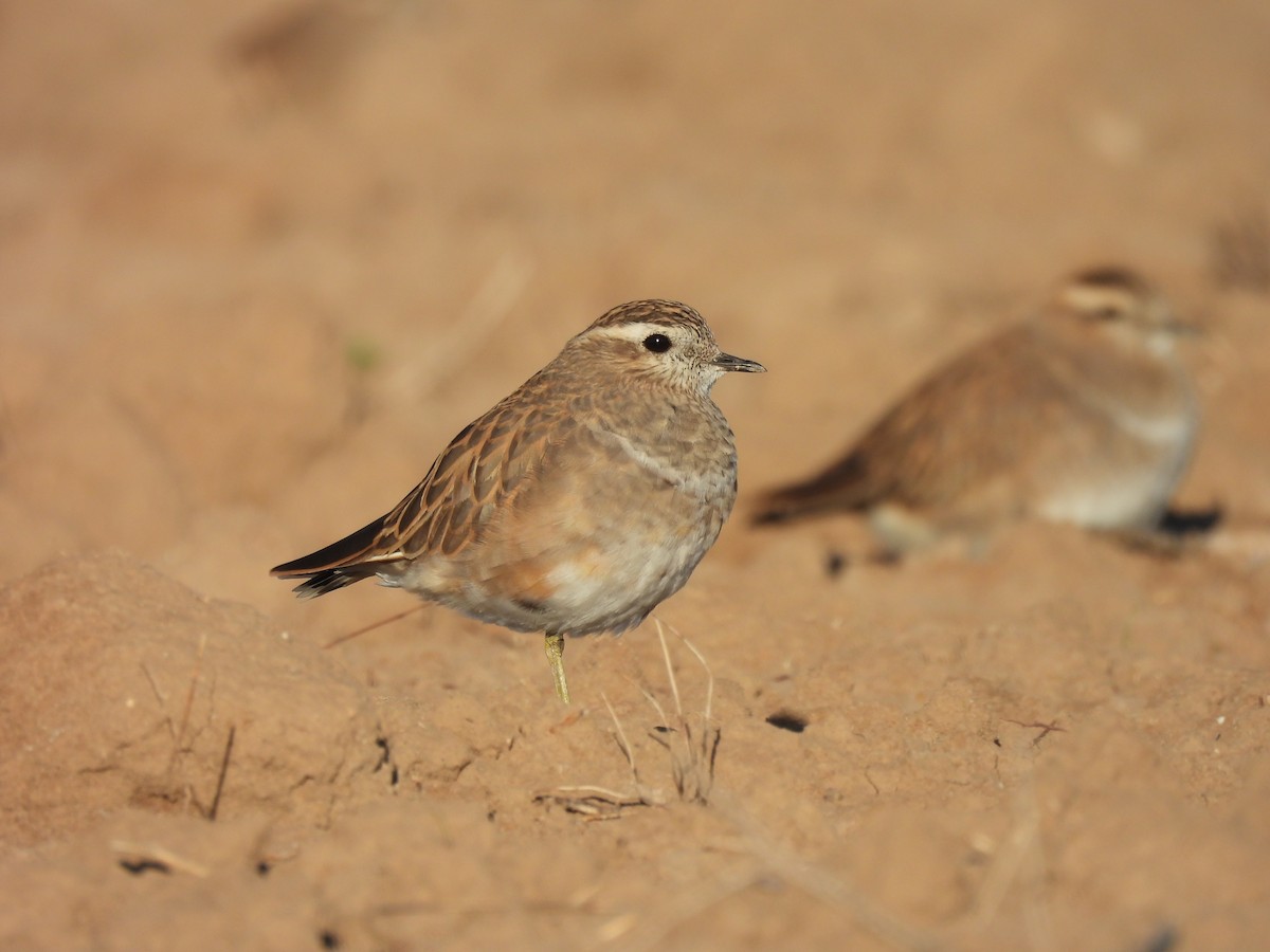 Eurasian Dotterel - ML610508094