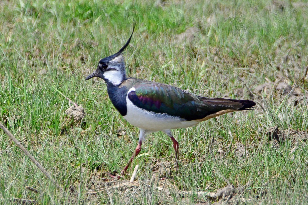 Northern Lapwing - ML610508125