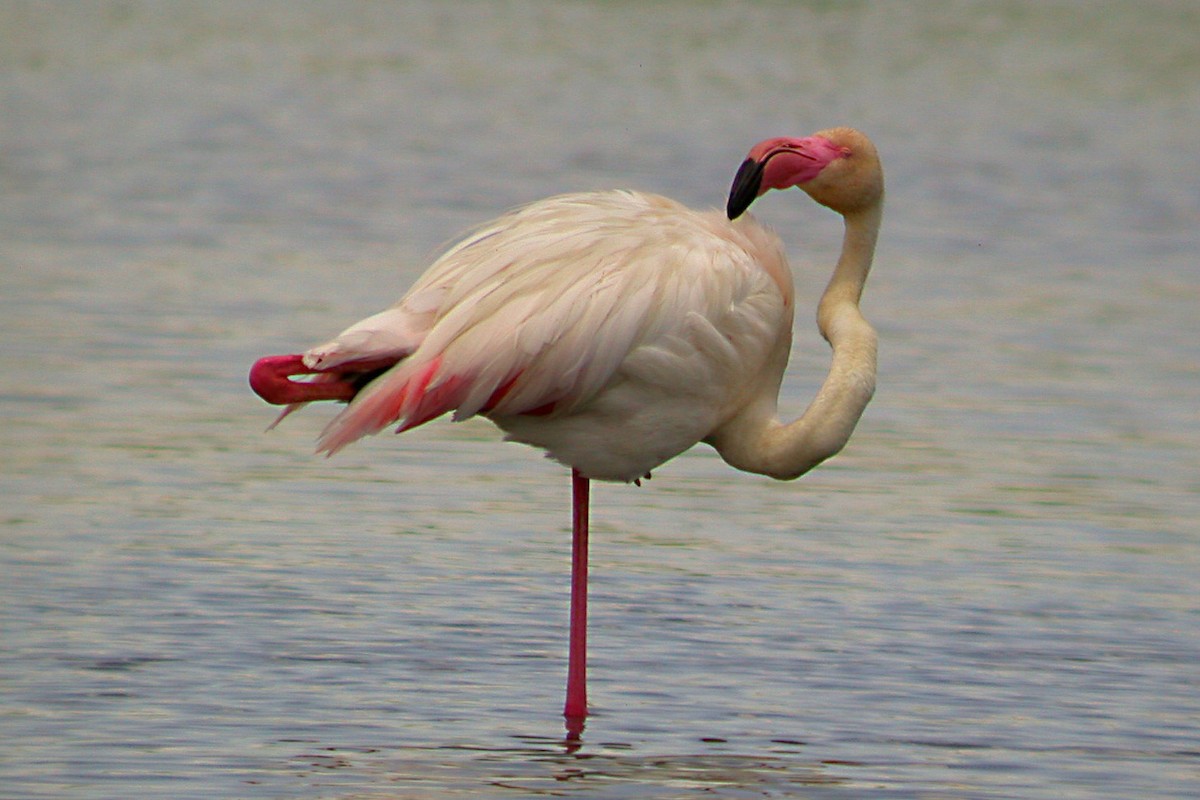 Greater Flamingo - ML610508172