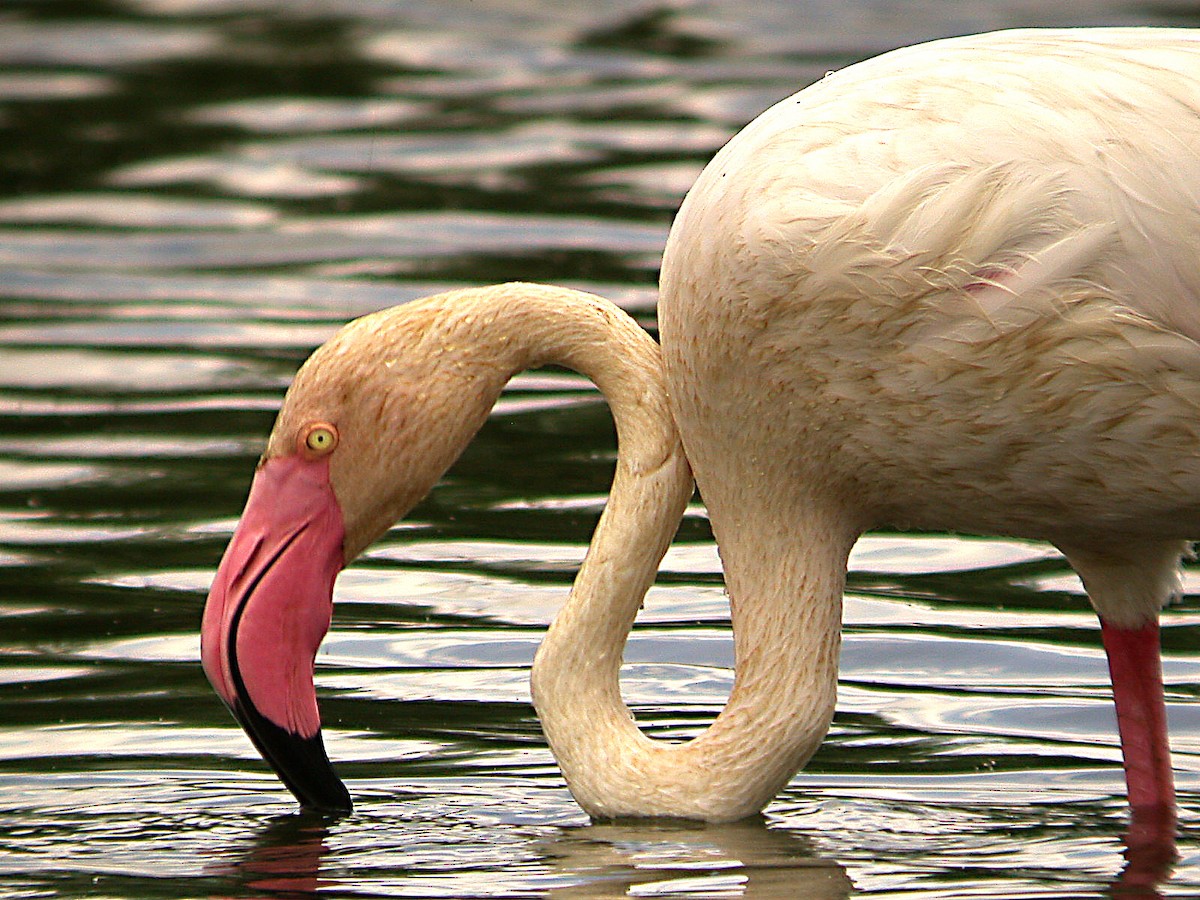 Greater Flamingo - ML610508174