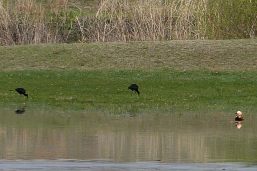 Cigüeña Negra - ML610508181