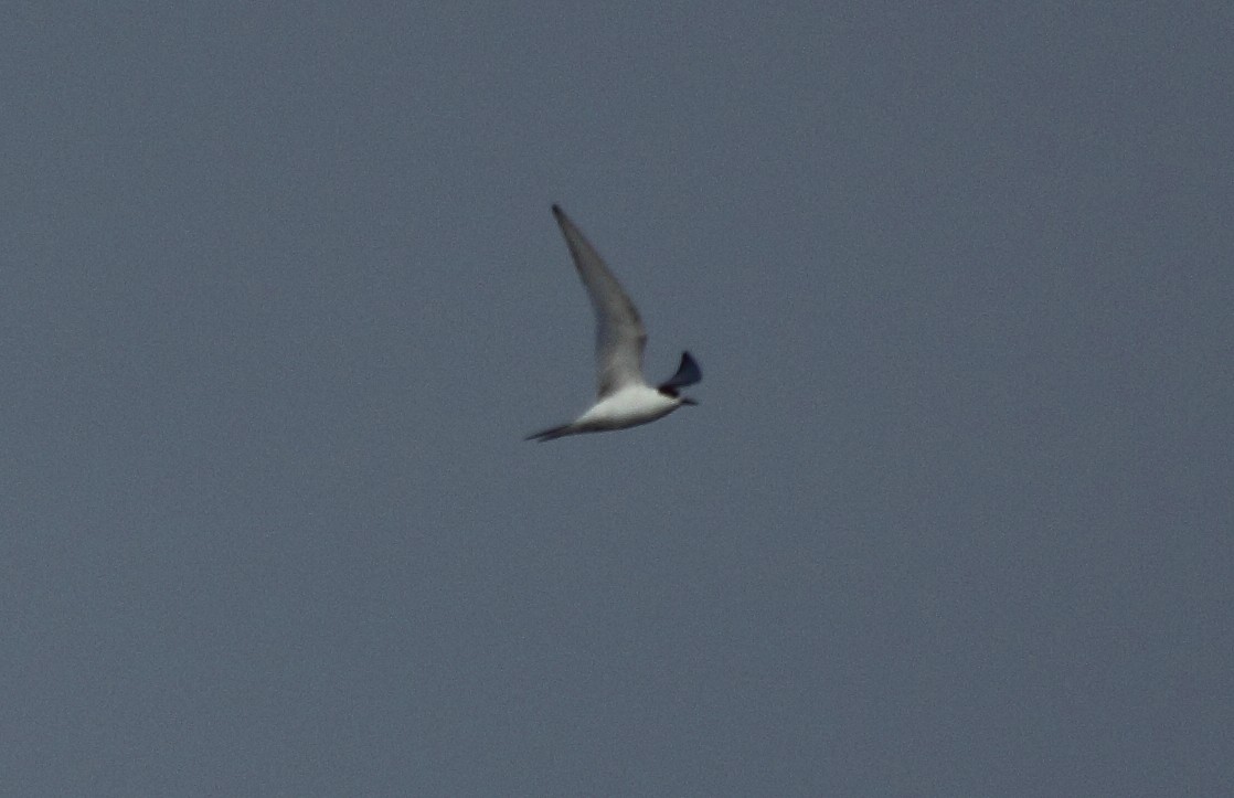 Arctic Tern - ML610508205