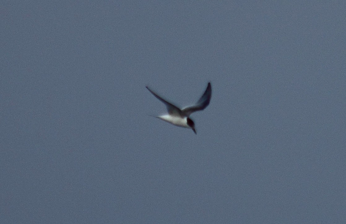 Arctic Tern - ML610508206