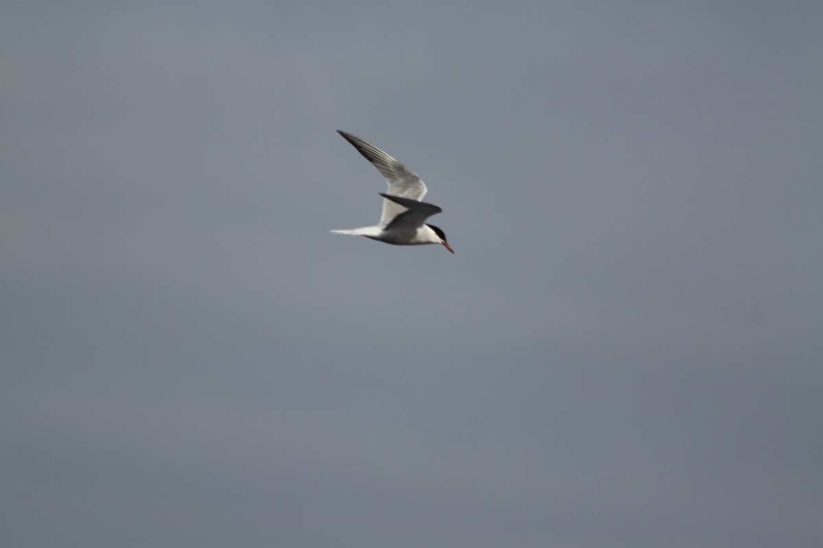 Arctic Tern - ML610508212