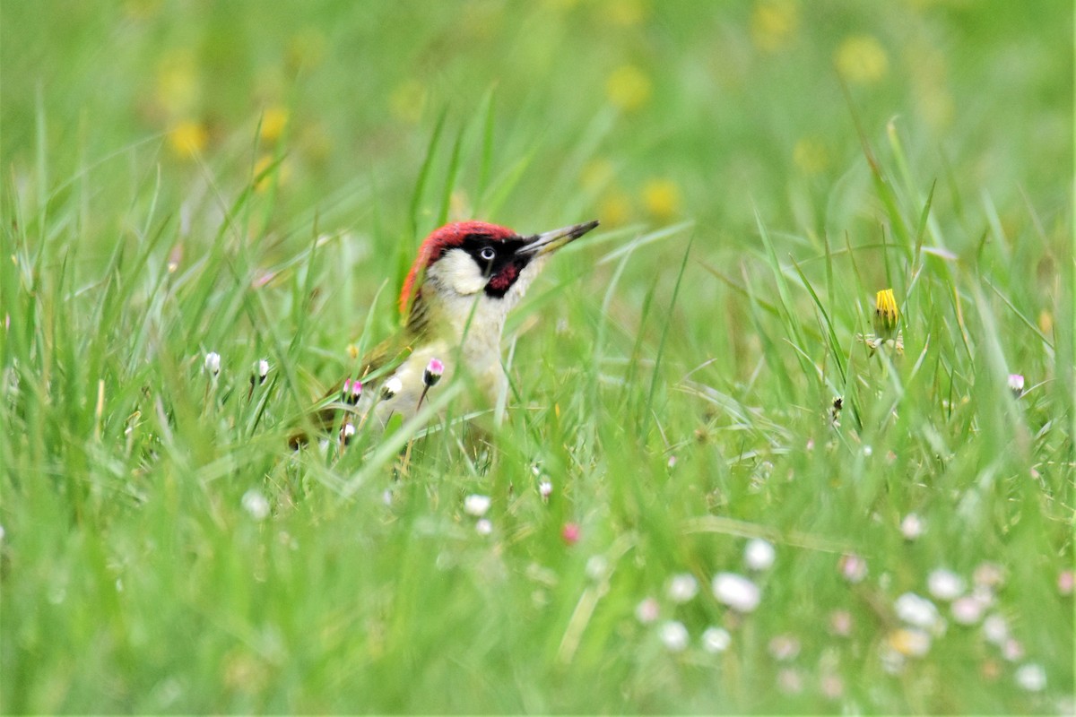 Eurasian Green Woodpecker - Max Herrmann