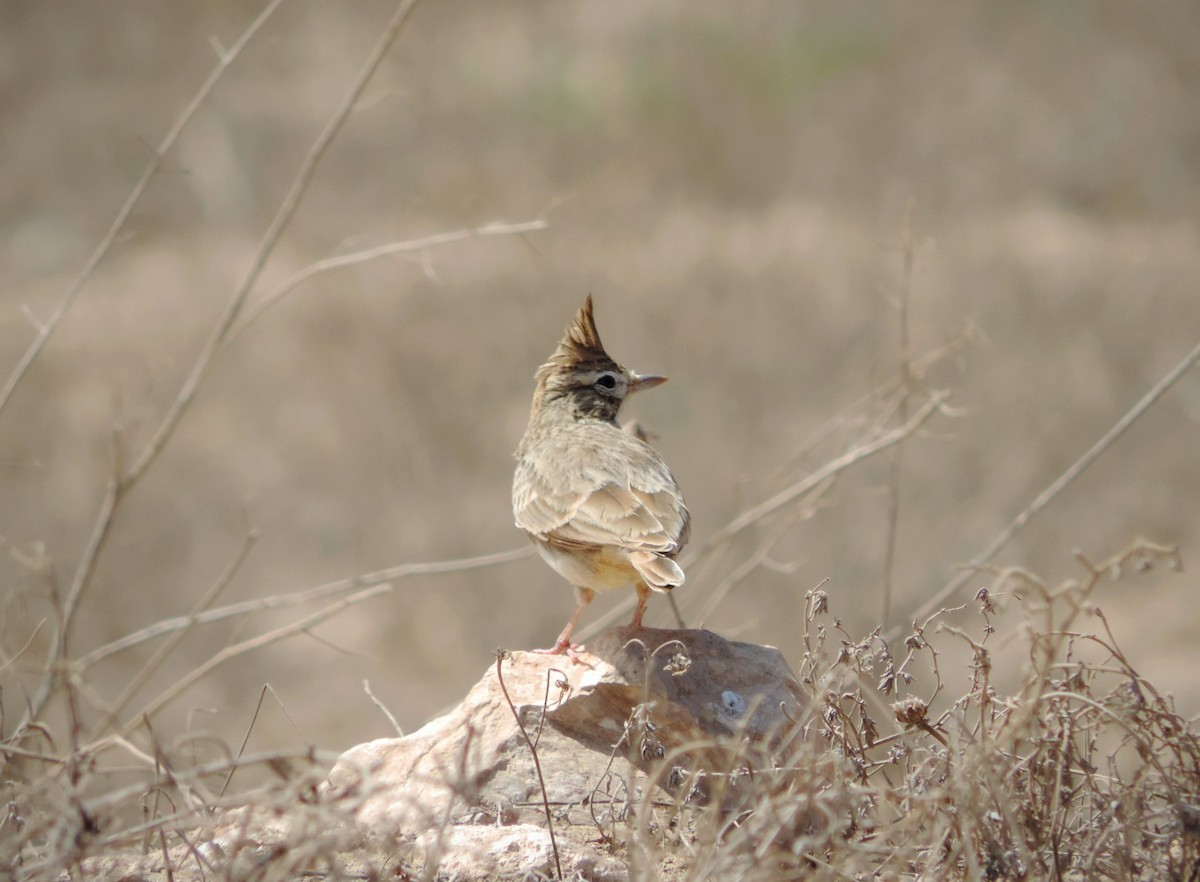 Thekla's Lark - Jáchym Tesařík